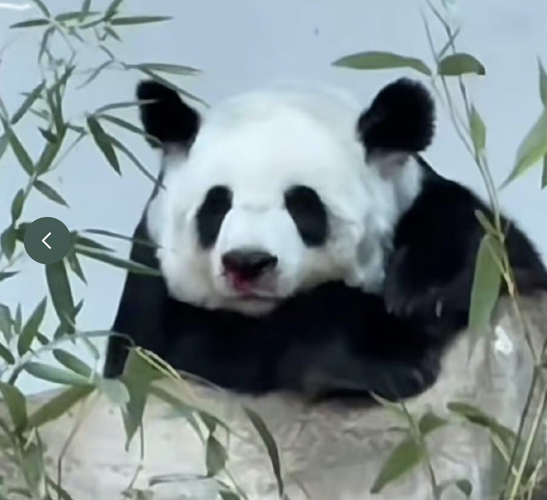 中国大熊猫“林惠”死前鼻子淌血，泰旅局却说：没事！中国会送新的来….（组图） - 2