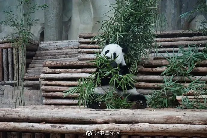 旅泰大熊猫“林惠”去世！大使馆通报（组图） - 2