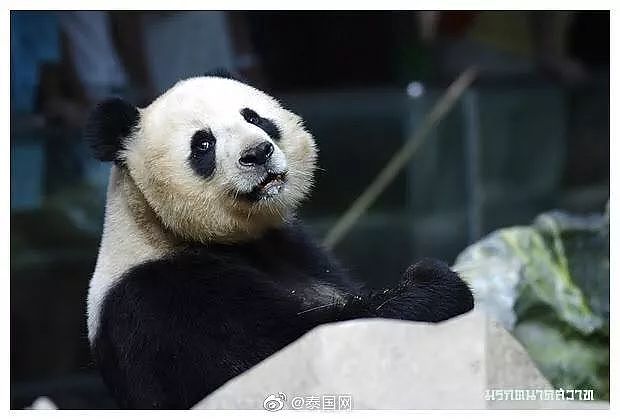中国大熊猫“林惠”死前鼻子淌血，泰旅局却说：没事！中国会送新的来….（组图） - 1