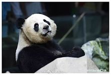 中国大熊猫“林惠”死前鼻子淌血，泰旅局却说：没事！中国会送新的来….（组图）