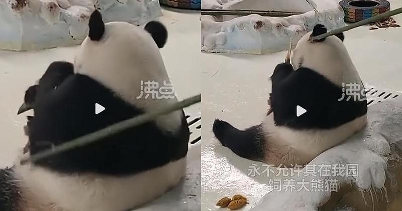 大熊猫不听话！饲养员“竹竿管教”遭撤职！网友看傻：不就碰一下（视频/组图） - 1