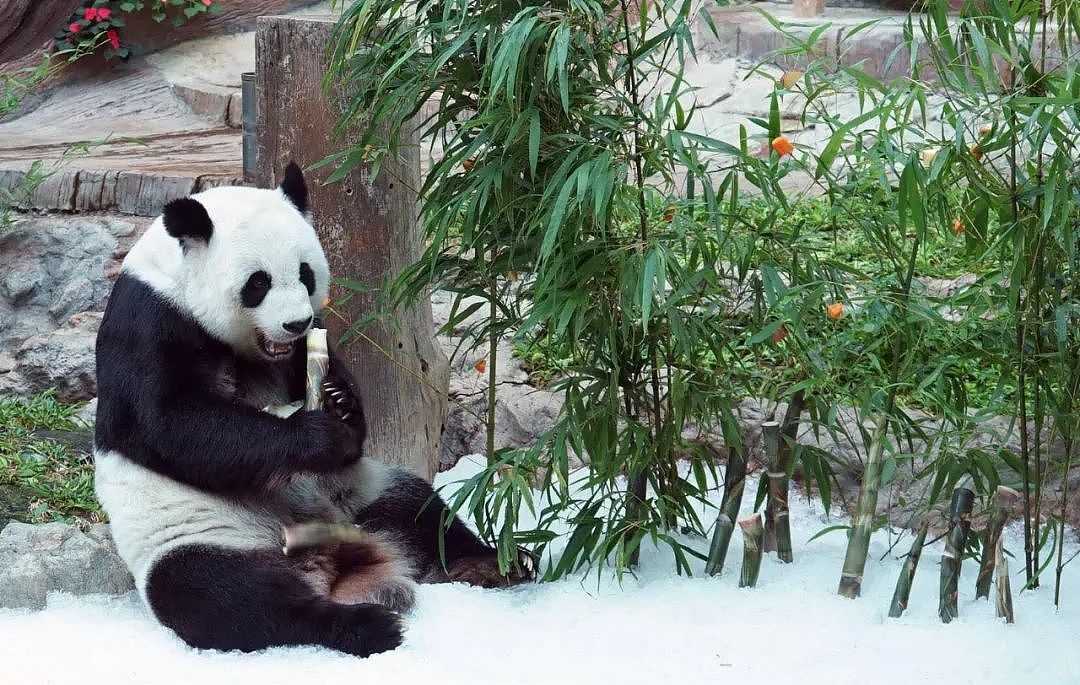 中国大熊猫“林惠”死前鼻子淌血，泰旅局却说：没事！中国会送新的来….（组图） - 9