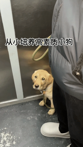 【宠物】大狗子坐电梯能有多卑微...感觉狗都急坏了：快说你不怕我（组图） - 11