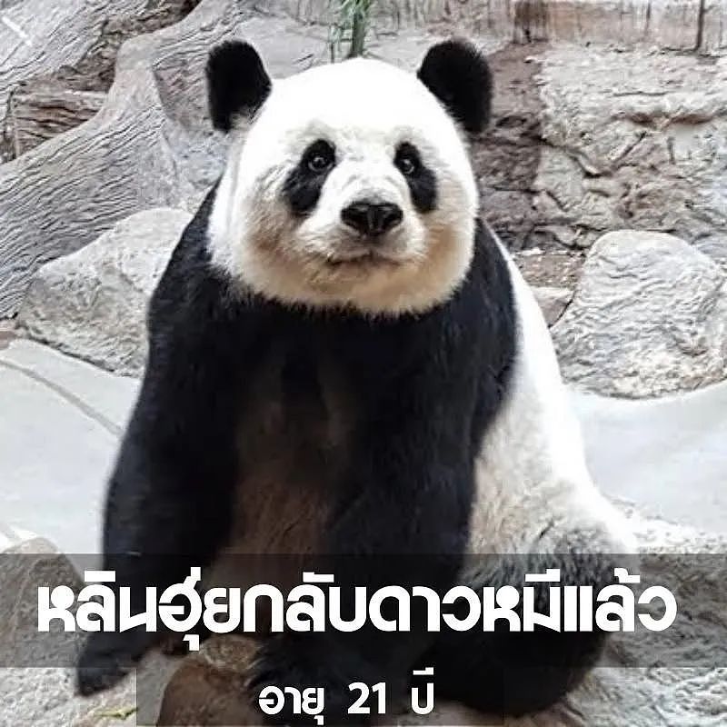 中国大熊猫“林惠”死前鼻子淌血，泰旅局却说：没事！中国会送新的来….（组图） - 3