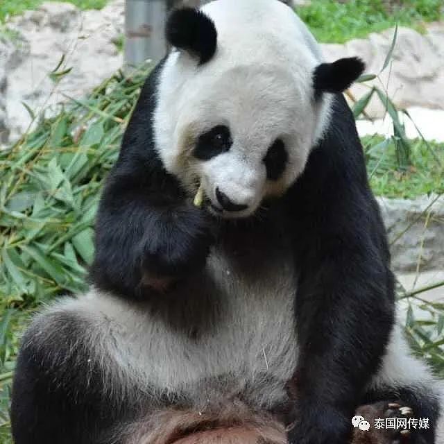 中国大熊猫“林惠”死前鼻子淌血，泰旅局却说：没事！中国会送新的来….（组图） - 6