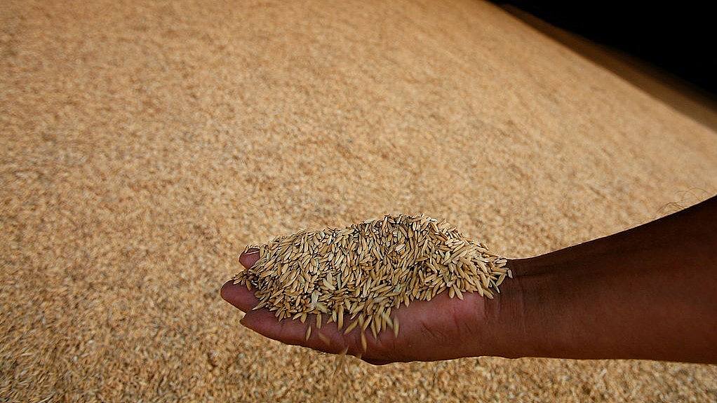 全球稻米遇20年最大短缺！乌战与极端气候恐推高米价至明年（图） - 1