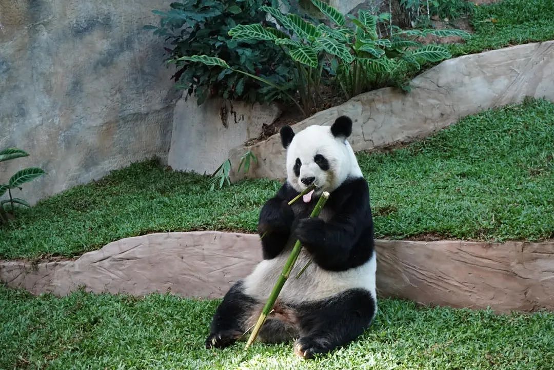 中国大熊猫“林惠”死前鼻子淌血，泰旅局却说：没事！中国会送新的来….（组图） - 10