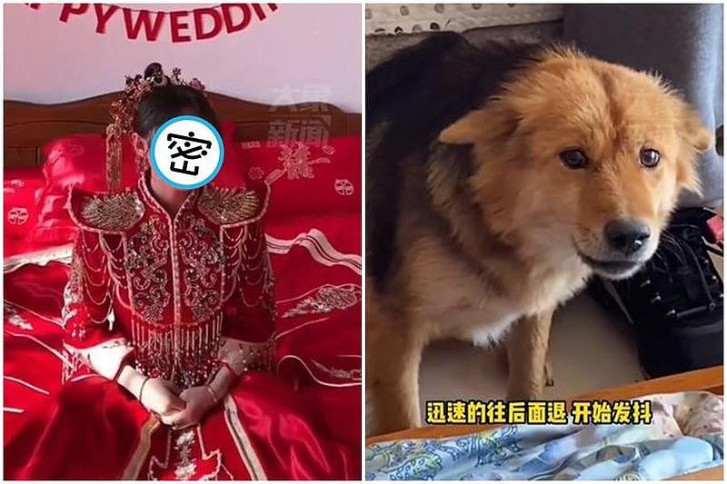 全网笑翻！新娘化妆后出阁爱犬停3秒！吓到“飞机耳+倒退噜”，画面曝光（组图） - 1