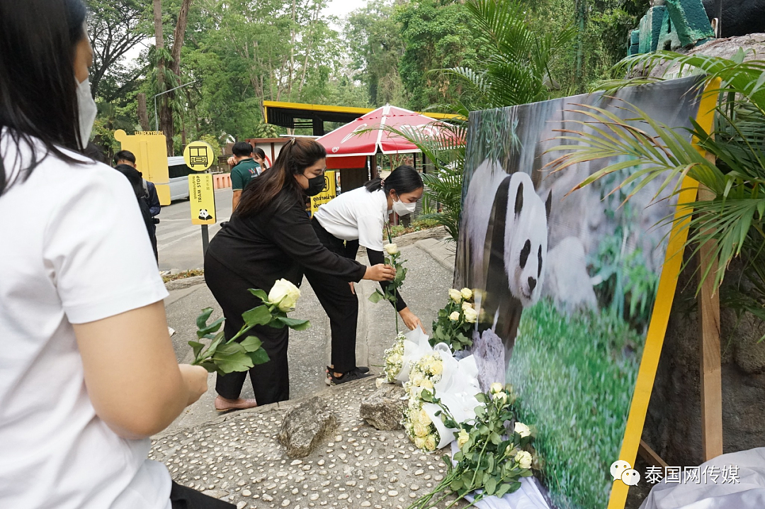 中国大熊猫“林惠”去世后，清迈动物园铺满了鲜花（组图） - 7