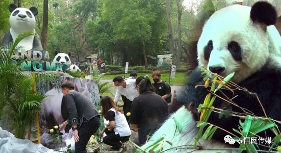 中国大熊猫“林惠”去世后，清迈动物园铺满了鲜花（组图） - 4