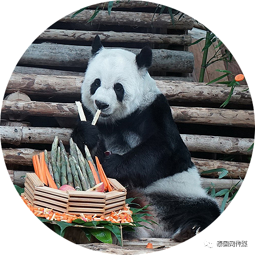 中国大熊猫“林惠”去世后，清迈动物园铺满了鲜花（组图） - 3