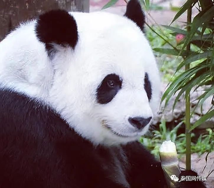 中国大熊猫“林惠”去世后，清迈动物园铺满了鲜花（组图） - 9