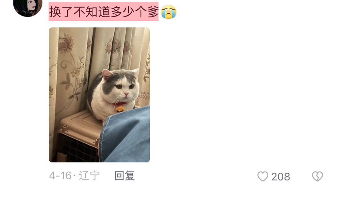 【爆笑】“未婚妻和前女友的猫，我该选谁？”（组图） - 5