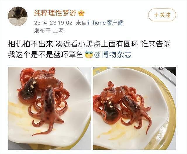网友发帖称在知名连锁餐厅吃到剧毒“蓝环章鱼”，这次是煮熟的（组图） - 1