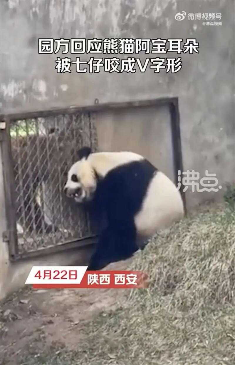 熊猫耳朵被咬成V形，网友：隔着屏幕都感觉到痛（视频/图） - 1