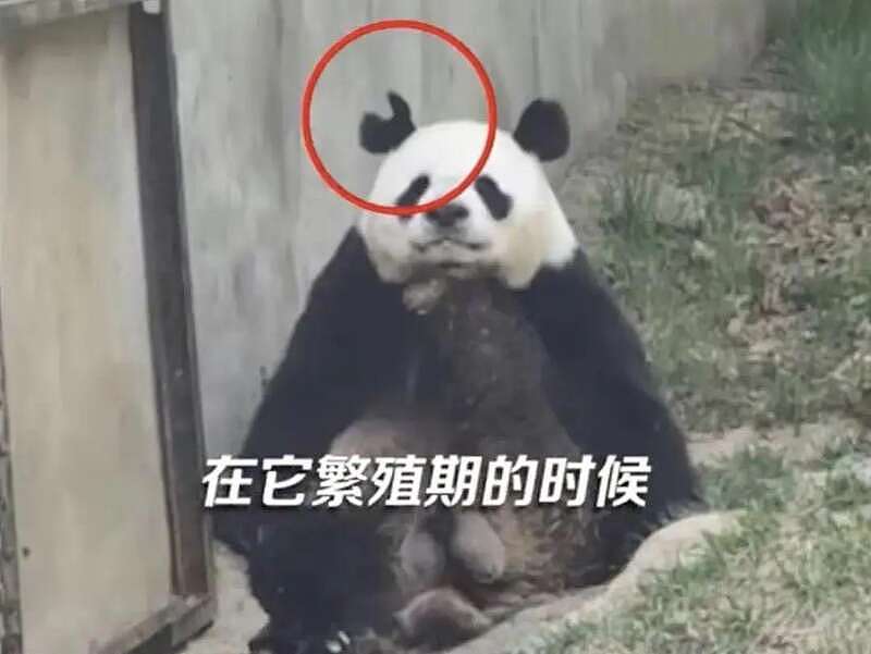 熊猫耳朵被咬成V形，网友：隔着屏幕都感觉到痛（视频/图） - 2