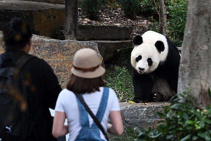 华人哽咽喊话丫丫路上别害怕！南半球唯二的大熊猫，澳人也舍不得它们走（组图） - 10