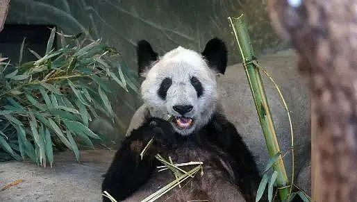华人哽咽喊话丫丫路上别害怕！南半球唯二的大熊猫，澳人也舍不得它们走（组图） - 2