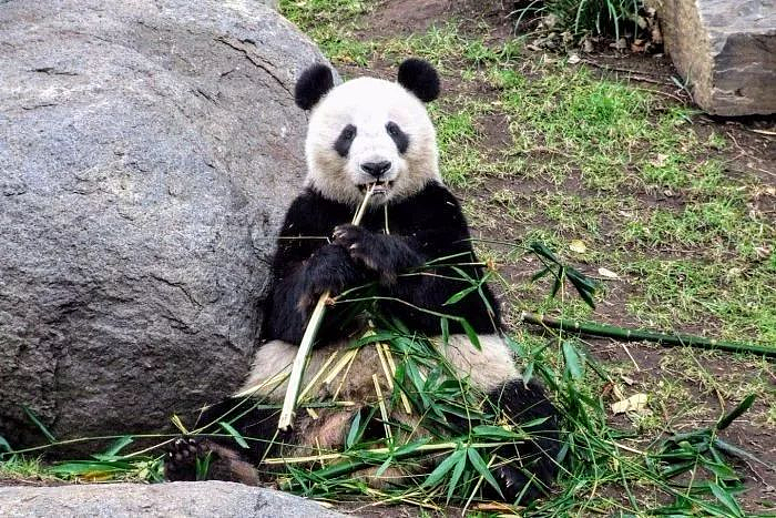 华人哽咽喊话丫丫路上别害怕！南半球唯二的大熊猫，澳人也舍不得它们走（组图） - 7