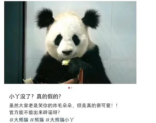大熊猫“小丫“7岁因尿毒症去世，陕西林业局称属实（组图） - 1