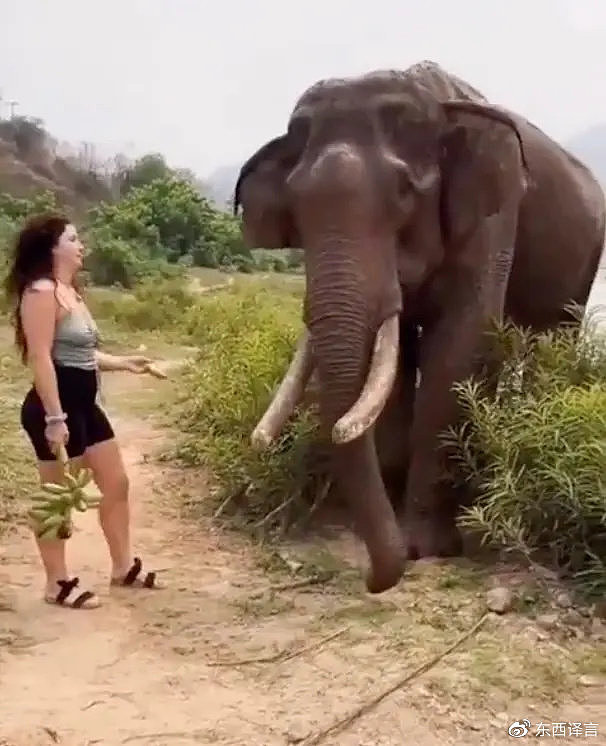 印度女子拿香蕉逗弄大象，瞬间被撞飞，拍摄者被吓懵了（视频/组图） - 1