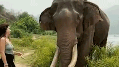 印度女子拿香蕉逗弄大象，瞬间被撞飞，拍摄者被吓懵了（视频/组图） - 2