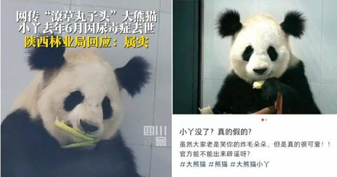 官方证实：7岁大熊猫“小丫” 尿毒症去世（图） - 1