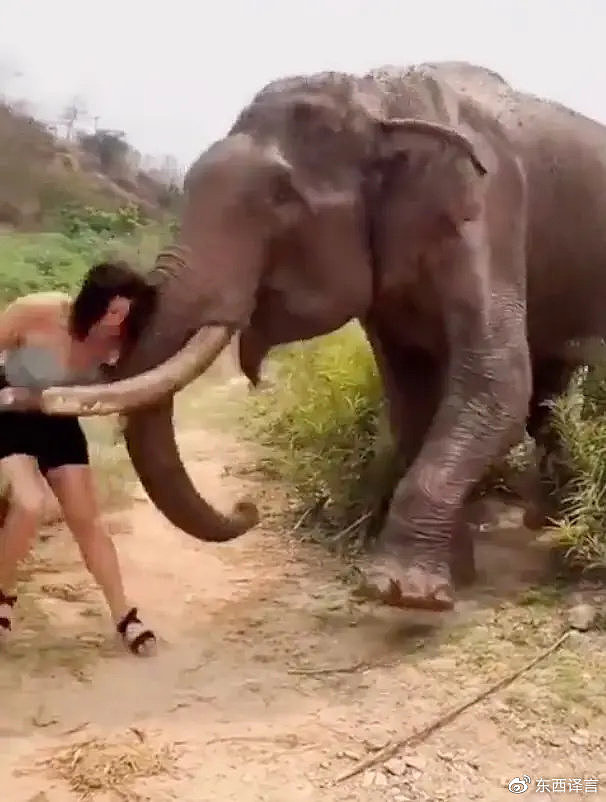 印度女子拿香蕉逗弄大象，瞬间被撞飞，拍摄者被吓懵了（视频/组图） - 3