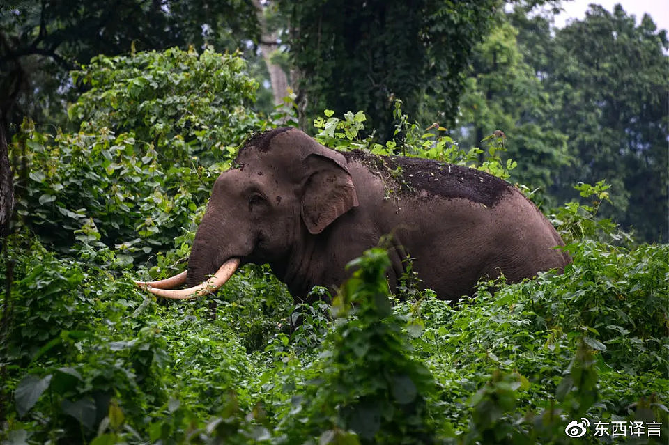 印度女子拿香蕉逗弄大象，瞬间被撞飞，拍摄者被吓懵了（视频/组图） - 5