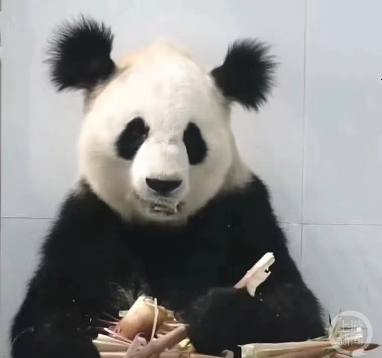 大熊猫“小丫“7岁因尿毒症去世，陕西林业局称属实（组图） - 3