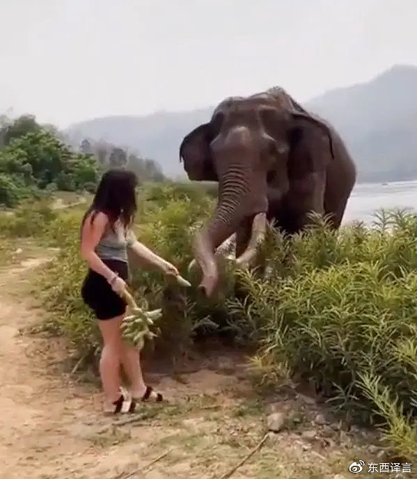 印度女子拿香蕉逗弄大象，瞬间被撞飞，拍摄者被吓懵了（视频/组图） - 4