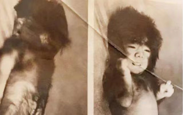 中国第一毛孩，出生就被研究，“一身毛”爆火全球，长大后怎样了（组图） - 3