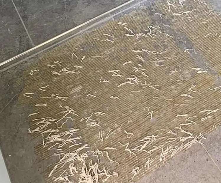 头皮发麻！澳洲女子发现浴室地上一大堆“蠕虫”（组图） - 3