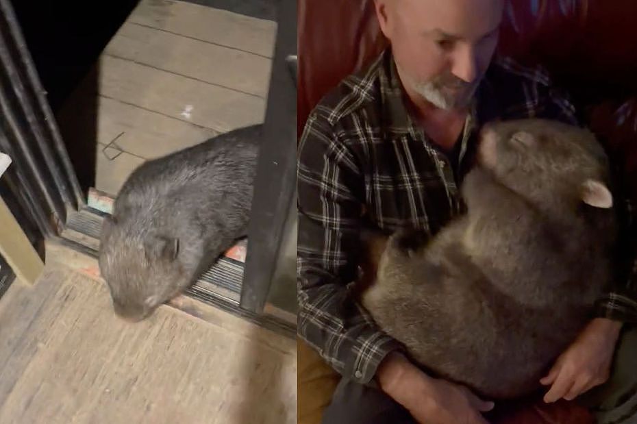 居澳日本网民推特发文：袋熊上门“撒娇讨抱抱”！扑怀3秒入眠，同伴也来求陪睡（视频/组图） - 1