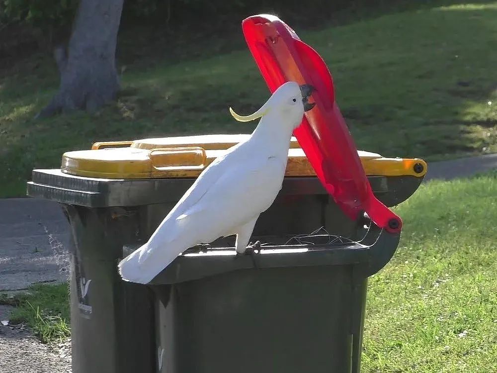 惊艳到了！澳洲居民在垃圾桶上做了点改造，解决了万千居民的苦恼（组图） - 3