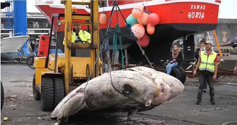 澳洲海上钓出2.7吨诡异最巨怪鱼！网友：傻了，以为是外星人（组图） - 4
