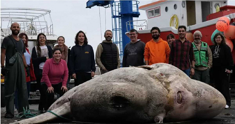 澳洲海上钓出2.7吨诡异最巨怪鱼！网友：傻了，以为是外星人（组图） - 3