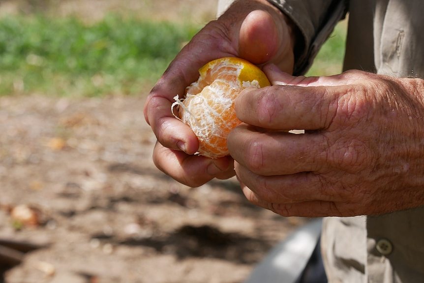 昆州小镇的柑橘种植者面对“双丰收”：柑橘丰收 + 背包客劳工充足 - 1