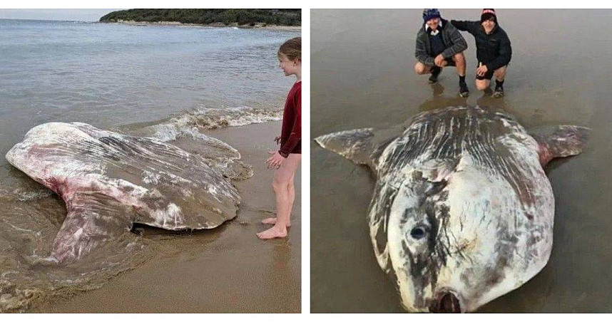 澳洲海上钓出2.7吨诡异最巨怪鱼！网友：傻了，以为是外星人（组图） - 1
