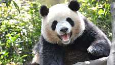 65岁大妈将吃完的玉米棒子扔给大熊猫吃掉，结果惨了......（组图）