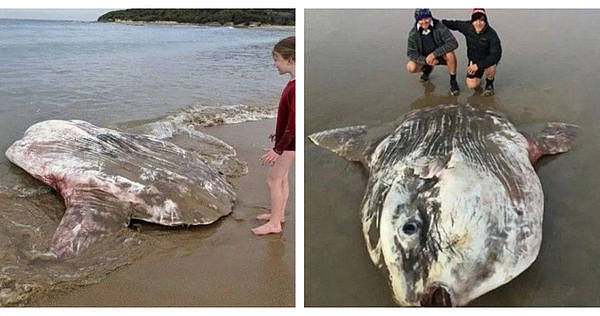 澳人海上钓出2.7吨诡异外星巨鱼，真实品种曝光（组图） - 1
