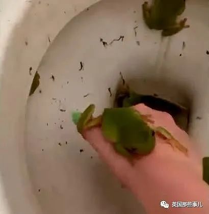 澳洲妹子从公厕马桶里救下37只青蛙？差点被消毒水浇死（组图） - 26