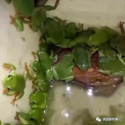澳洲妹子从公厕马桶里救下37只青蛙？差点被消毒水浇死（组图） - 15