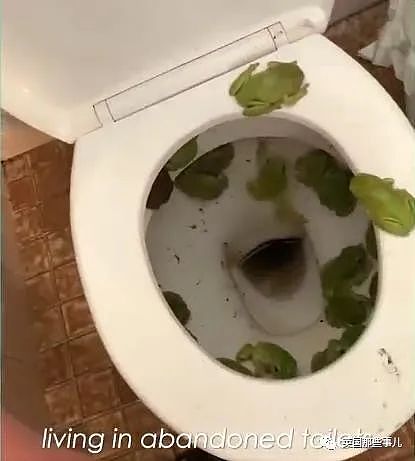 澳洲妹子从公厕马桶里救下37只青蛙？差点被消毒水浇死（组图） - 5