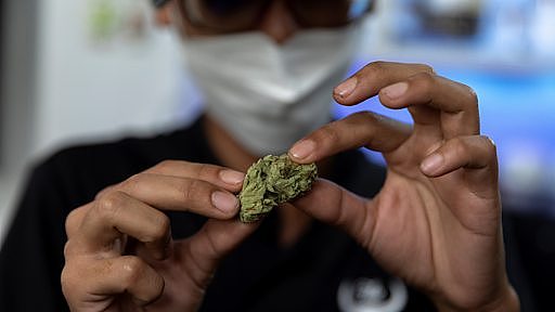 泰国是如何成为东南亚“大麻天堂”的（组图） - 6