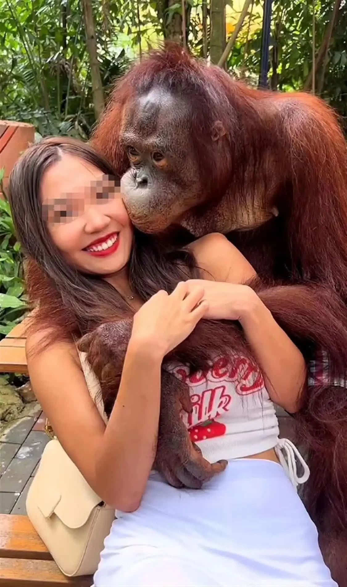 泰国动物园一猩猩合影时对女游客袭胸，还不断亲吻其脸部，女游客：“猩猩很友好”（组图） - 2