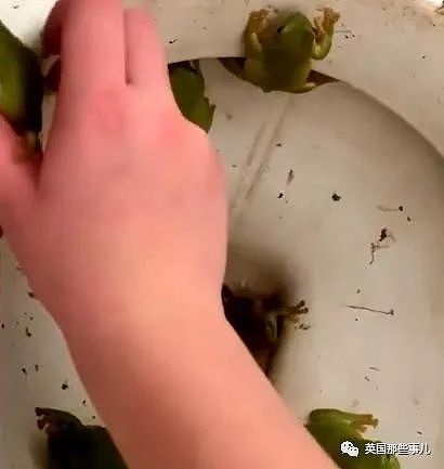 澳洲妹子从公厕马桶里救下37只青蛙？差点被消毒水浇死（组图） - 6