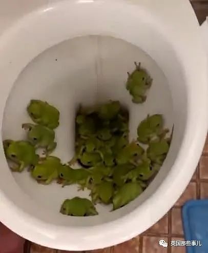 澳洲妹子从公厕马桶里救下37只青蛙？差点被消毒水浇死（组图） - 1