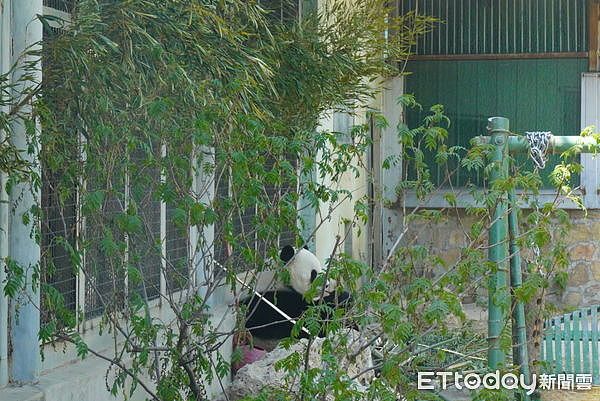 中国掀追大猫熊热潮，万人涌北京动物园，排队1小时看5分钟（组图） - 2