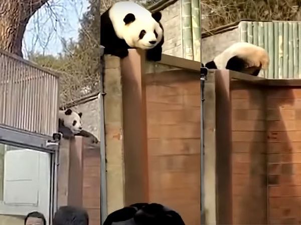 中国掀追大猫熊热潮，万人涌北京动物园，排队1小时看5分钟（组图） - 4